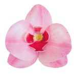 Ostyavirág Orchidea - rózsaszín (10db)