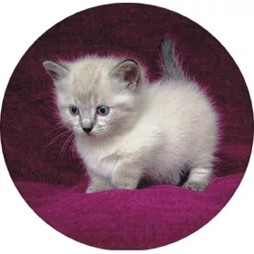 Torta ostya - Cica 20.