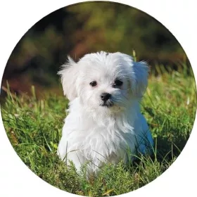 Torta ostya - Kutya 45.