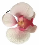 Orchidea - Fehér-pink