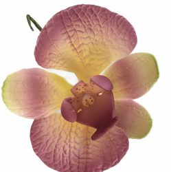 Orchidea - Lila