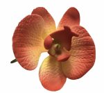 Orchidea - Piros