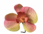 Orchidea - Rózsaszín - sárga