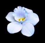 Orchidea - Fehér
