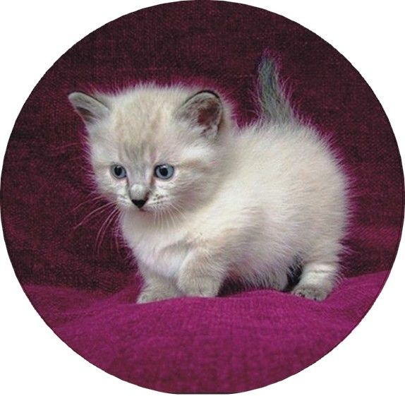 Image of Torta ostya - Cica 20.