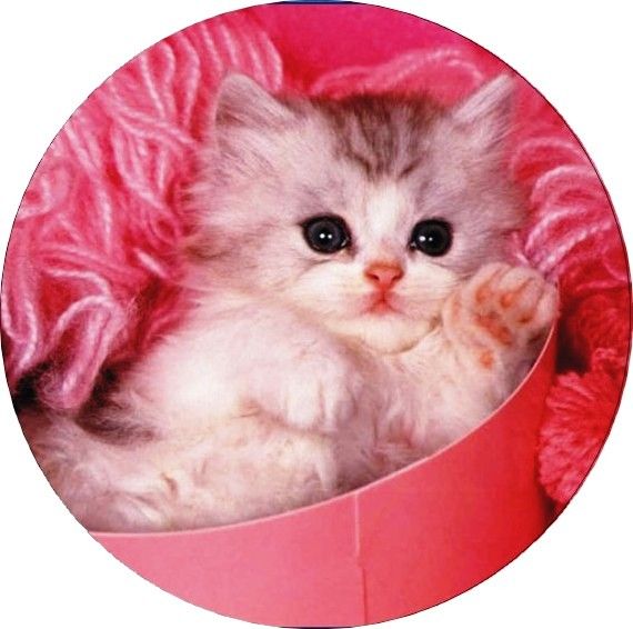 Image of Torta ostya - Cica 08.