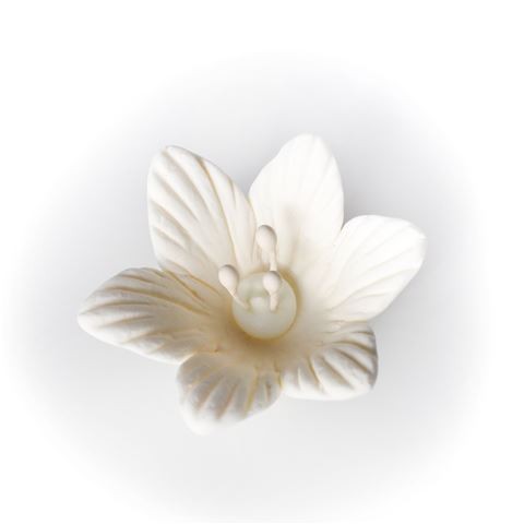 Image of Cukorvirág Liliom